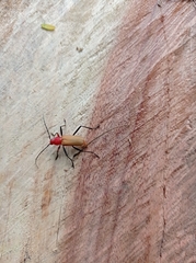 Monnecles apollinarii