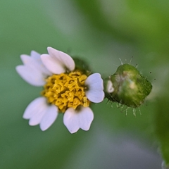 Galinsoga quadriradiata