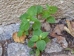 Galinsoga quadriradiata