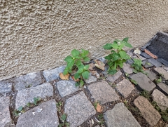 Galinsoga quadriradiata