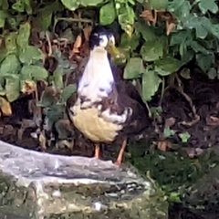 Anas platyrhynchos domesticus