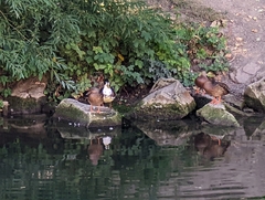 Anas platyrhynchos domesticus