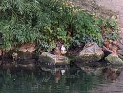 Anas platyrhynchos domesticus