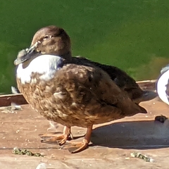 Anas platyrhynchos domesticus