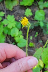 Arnica parryi