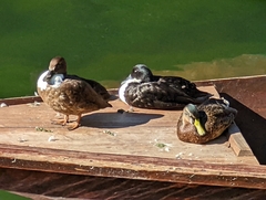 Anas platyrhynchos domesticus