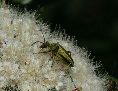 Lepturobosca