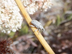 Trichobaris compacta