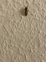 Vespula vulgaris
