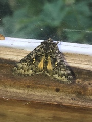 Syngrapha angulidens