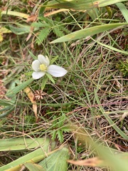 Parnassia palustris