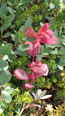 Exobasidium vaccinii-uliginosi