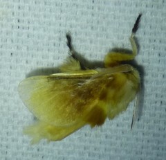Zygaenoidea