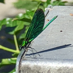Calopteryx virgo