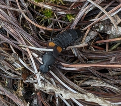 Platydracus fossator