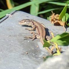 Podarcis muralis