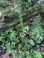 Melanthium parviflorum, photograph Carol Ann McCormick, CC BY, iNaturalist via GBIF