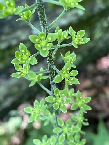 Melanthium parviflorum, photograph 3