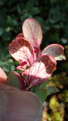 Exobasidium vaccinii-uliginosi