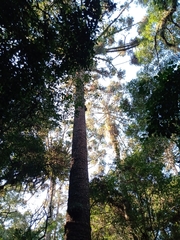 Araucaria angustifolia