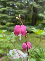 Lamprocapnos spectabilis