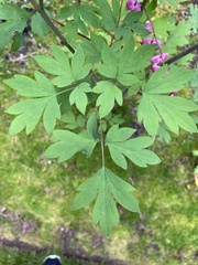 Lamprocapnos spectabilis