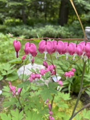 Lamprocapnos spectabilis