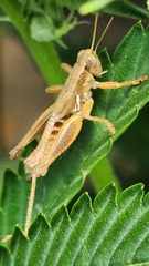 Melanoplus marginatus