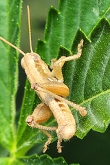 Melanoplus marginatus
