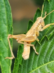 Melanoplus marginatus