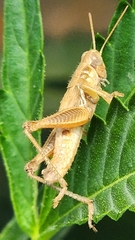 Melanoplus marginatus