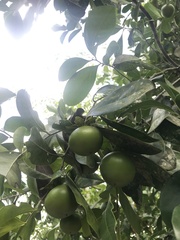 Diospyros nigra