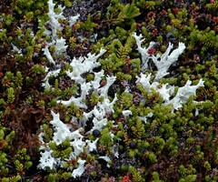 Cladonia boryi