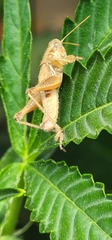 Melanoplus marginatus