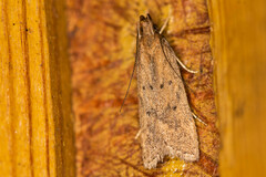 Helcystogramma lutatella