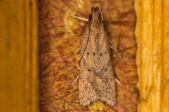 Helcystogramma lutatella