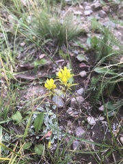 Orthocarpus luteus