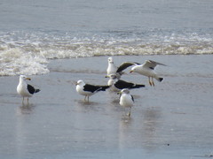 Larus atlanticus