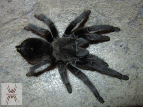 Steindachner's Ebony Tarantula
