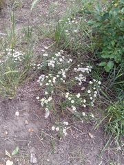 Symphyotrichum porteri