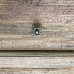 Menemerus taeniatus