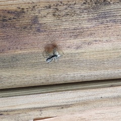 Menemerus taeniatus
