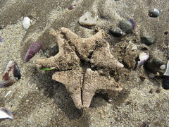 Asterina stellifera
