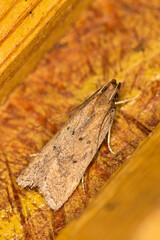 Helcystogramma lutatella