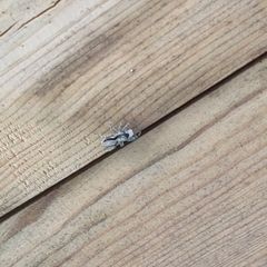 Menemerus taeniatus