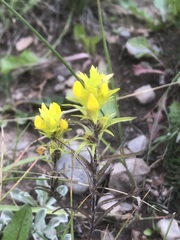 Orthocarpus luteus