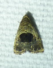 Tripudia rectangula