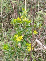 Cestrum euanthes