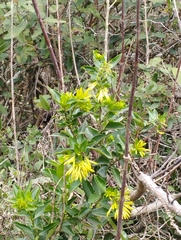 Cestrum euanthes