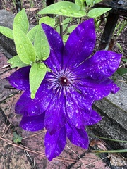 Clematis florida
